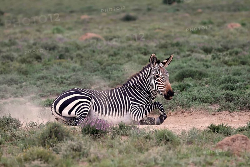 Cape Mountain Zebra (Equus zebra), adult, sand bath, Mountain Zebra National Park, Eastern Cape, South Africa