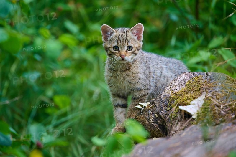 A kitten peeks out curiously from among the lush green plants, a young European wildcat (Felis silvestris), Hesse, Germany