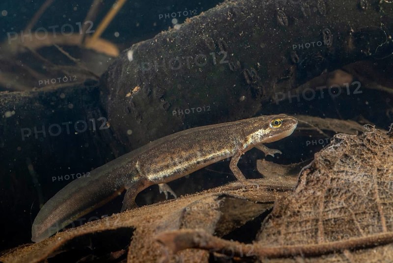 Lissotriton vulgaris meridionalis, Lissotriton vulgaris schreiberi, Schreiber's pond newt, smooth newt, pond newt spec., amphibians, caudata, female, amphibians, newts, tail amphibians, water newts, female