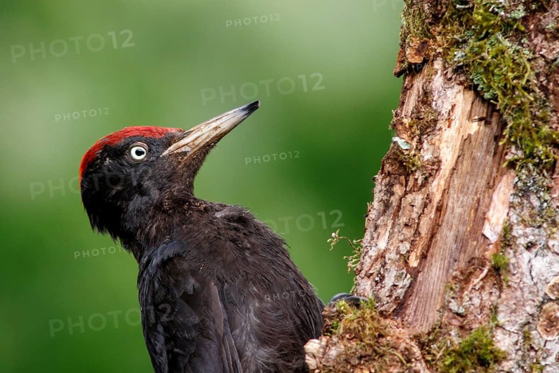 Black woodpecker (Dryocopus martius), male on forest, Castile and Leon, Spain