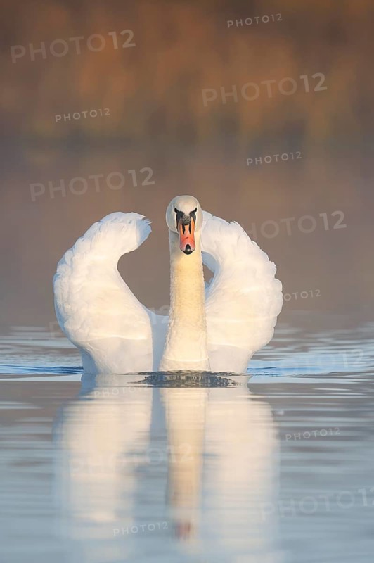 A mute swan (Cygnus olor) swims menacingly on a lake shrouded in morning mist, North Rhine-Westphalia, Germany