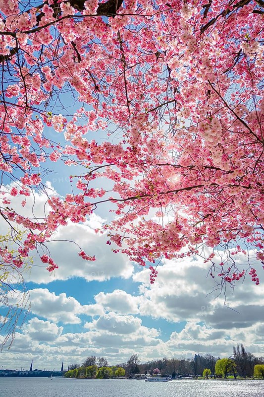 Pink cherry blossoms (sakura) in the sunlight by the Außenalster in Hamburg in April