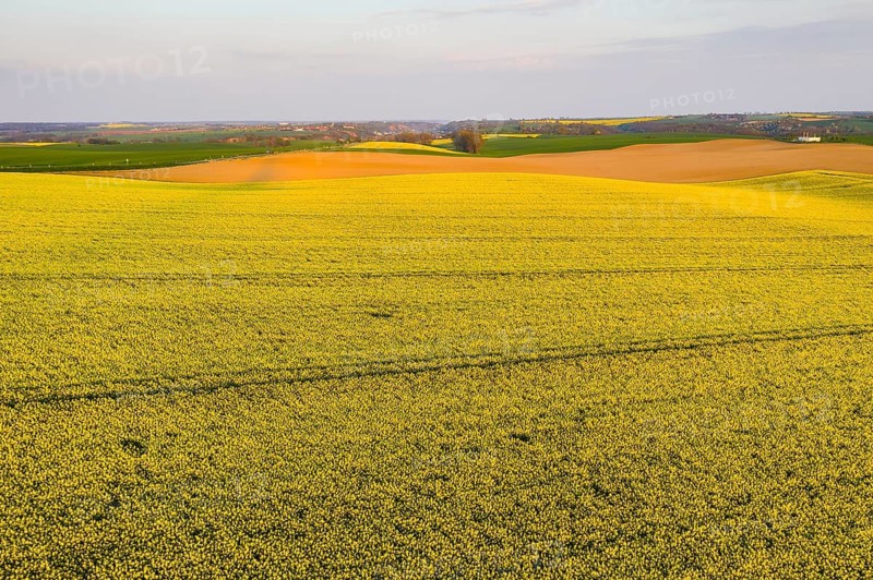 Rape field in bloom near Obermuschütz, in the background the Elbe valley, Meissen, Saxony, Germany