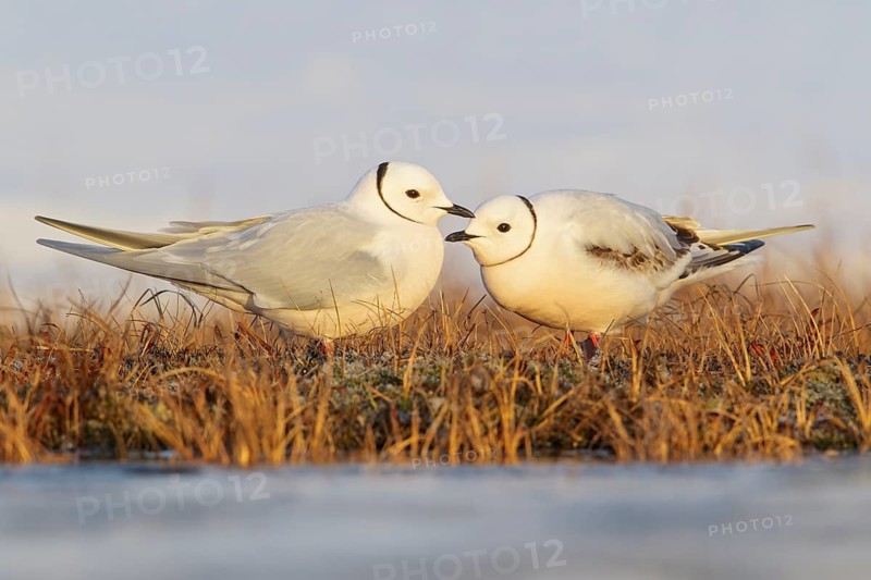Ross's Gull (Rhodostethia rosea) on the tundra in Northern Alaska