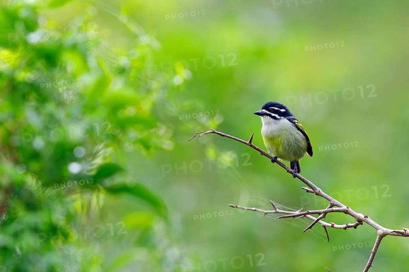 Yellow-rumped Tinkerbird, (Pogoniulus bilineatus), Barbion à croupion jaune, Barbudito culigualdo, iSimangaliso Wetland Park, St. Lucia, KwaZulu-Natal, South Africa