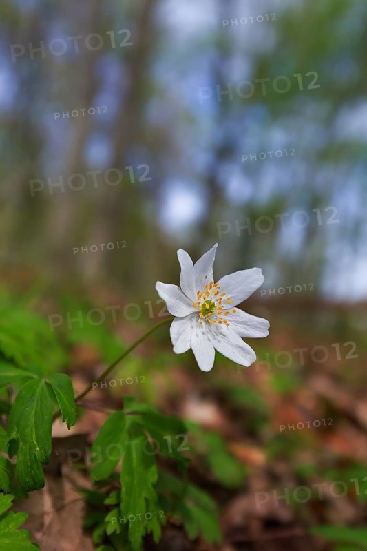 Wood anemone (Anemone nemorosa) white flower blooming in spring forest