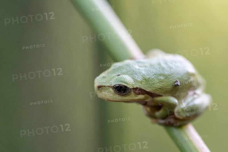 Tree frog (Hyla arborea), Lower Saxony, Germany