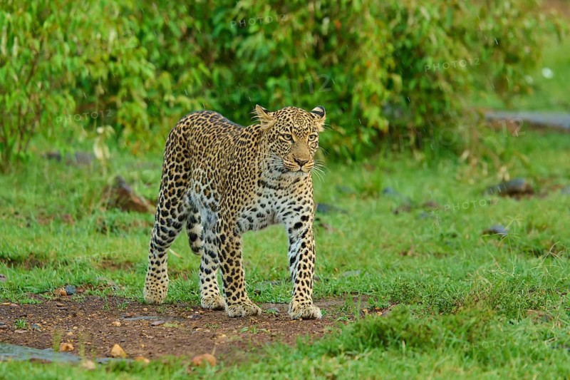 The leopard keeps a watchful eye on its surroundings in the grasslands, leopard (Panthera pardus), Masai Mara National Reserve, Narok County, Kenya