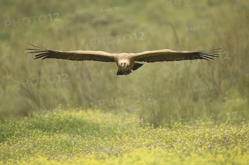 Griffon vulture (Gyps fulvus) approaching, frontal, nature photography, Torrejon El Rubio, Monfragüe, Extremadura, Spain