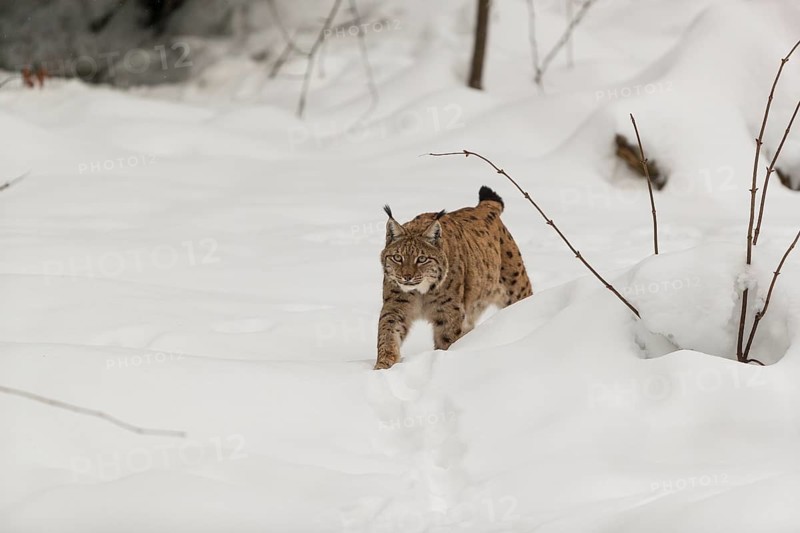 One Eurasian lynx, (Lynx lynx), walking over a snow covered opening in a forest