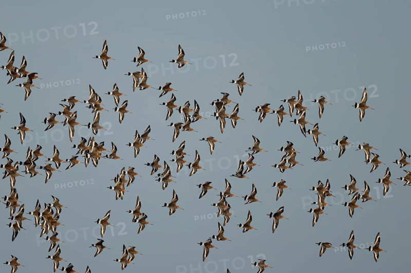 Black tailed godwit (Limosa limosa) adult wading birds in flight in a flock, England, United Kingdom