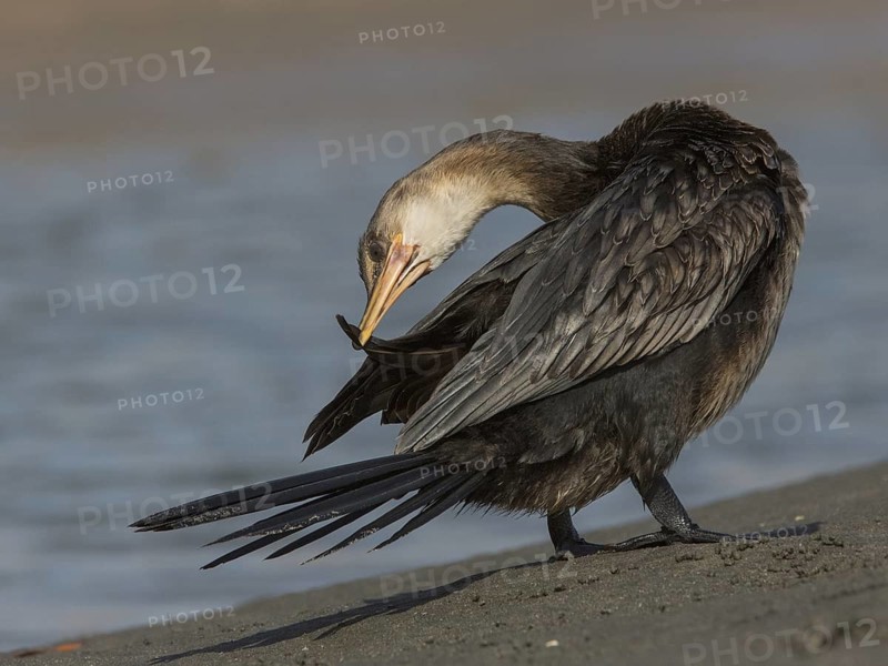 Reed Cormorant (Microcarbo africanus) preening, Gambia