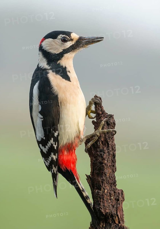Great Spotted Woodpecker (Dendrocopos major) male, Lower Saxony, Germany