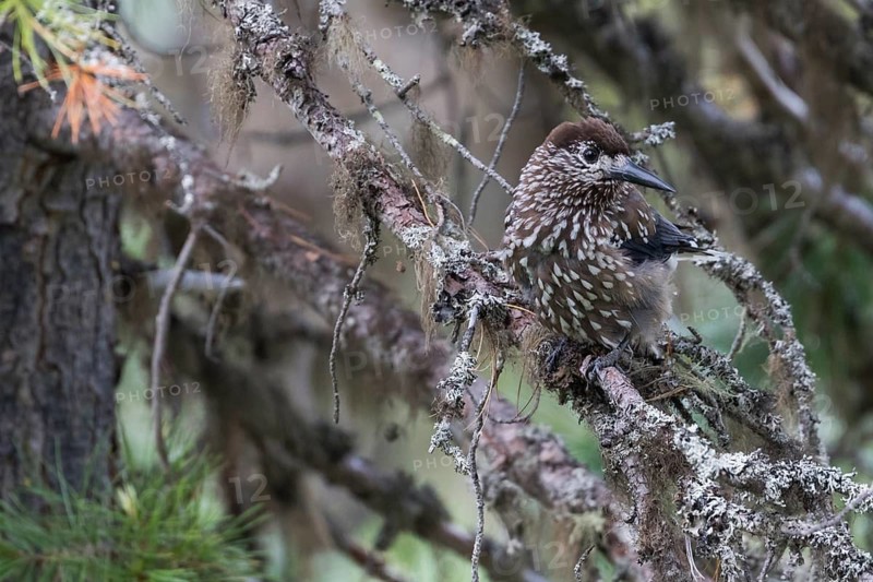 Nutcracker - Tannenhäher - Nucifraga caryocatactes ssp. caryocatactes, Russia (Ural), adult