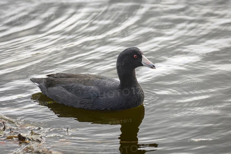 American Coot, (Fulica americana), George C. Reifel Migratory Bird Sanctuary, Delta, British Columbia, Canada