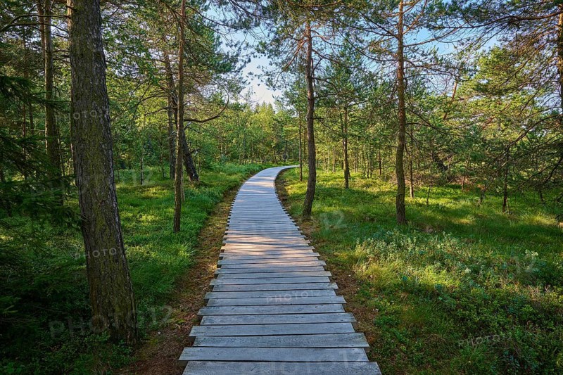 A wooden boardwalk leads through a green moor forest, summery atmosphere, peaceful surroundings, Schwarzes Moor, Fladungen, Rhön, Bavaria, Germany