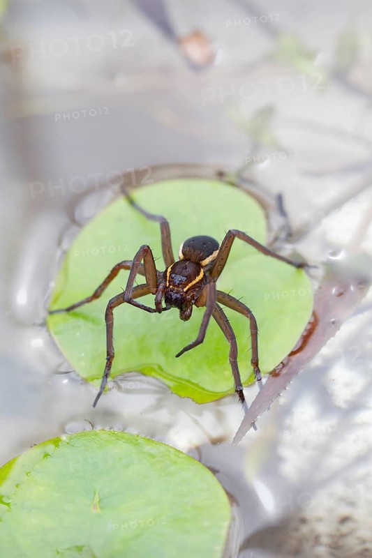 Fen raft spider (Dolomedes plantarius) adult arachnid on vegetation on the water surface of a pond in summer, England, United Kingdom