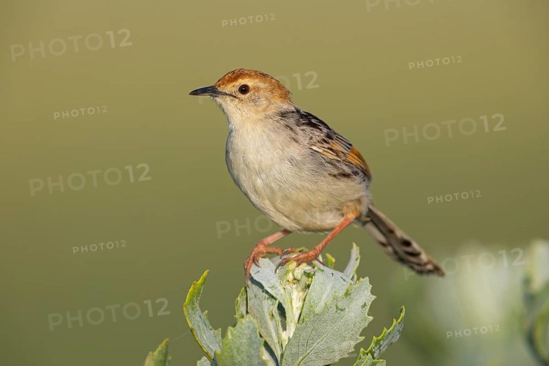 Vley's Cisticola, (Cisticola tinniens), biotope, habitat, perch, False Bay Nature Reserve Stran, Cape Town, Western Cape, South Africa