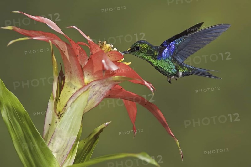 Crowned Woodnymph (Thalurania colombica hypochlora), Ecuador