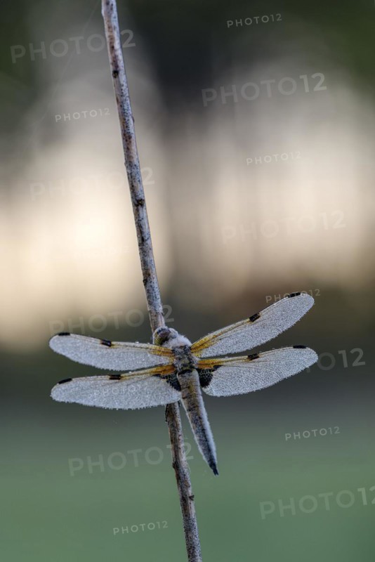 Four-spotted chaser (Libellula quadrimaculata), resting, in a meadow, with dewdrops, morning, Bottrop, Ruhr area, North Rhine-Westphalia, Germany