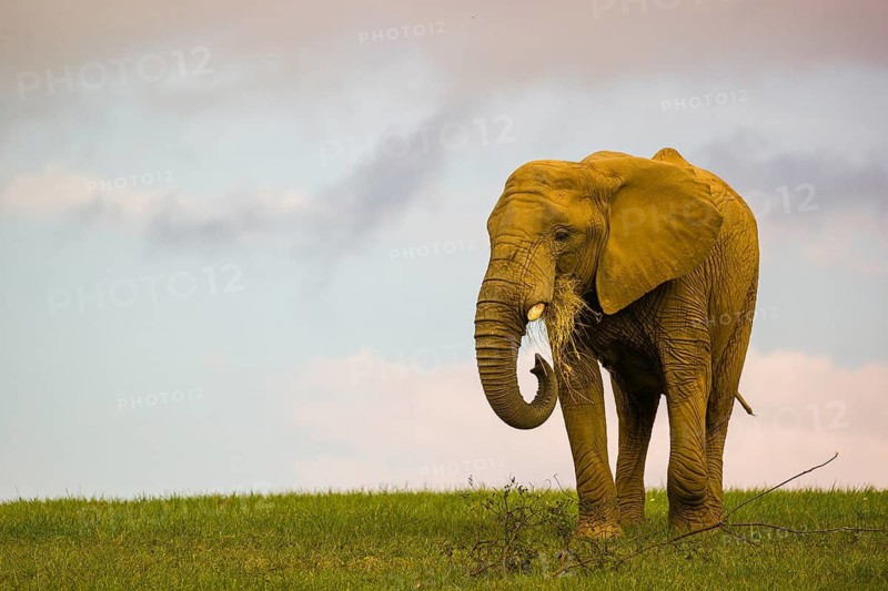 An adult female African elephant (Loxodonta africana) walks across a meadow, eating grass