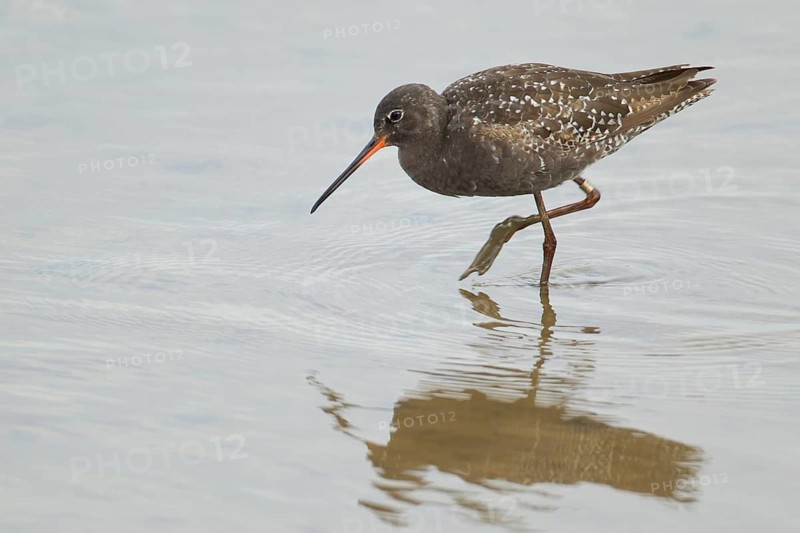Spotted redshank (Tringa erythropus) adult male wading bird in summer plumage in a shallow lagoon, RSPB Titchwell nature reserve, Norfolk, England, United Kingdom
