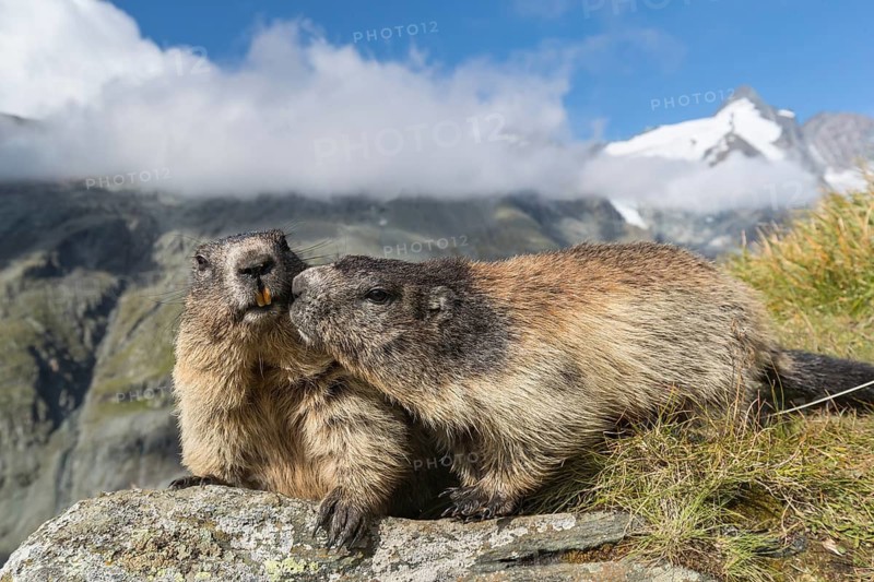 Two adult Alpine Marmot, Marmota marmota, standing on a rock. Side view portrait. Blue sky with clouds and Grossglockner mountain in the background. Grossglockner high alpine road, Hohe Tauern National Park