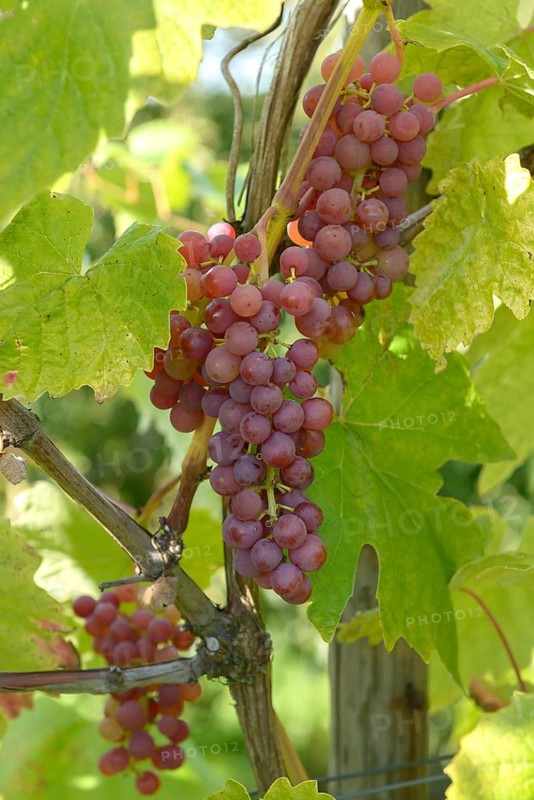 Grapevine (Vitis 'Vanessa'), State Research Centre for Agriculture and Fisheries, Federal Republic of Germany