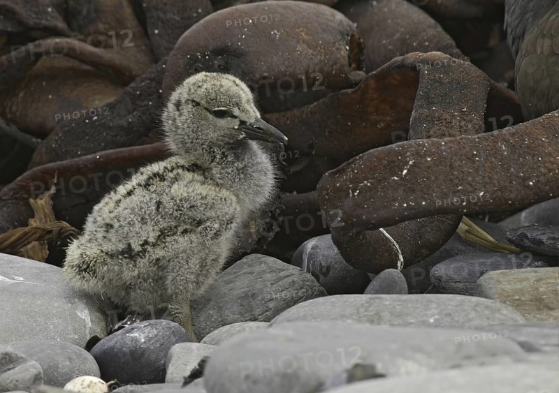 Blackish Oystercatcher (Haematopus ater) chick, Falkland Islands