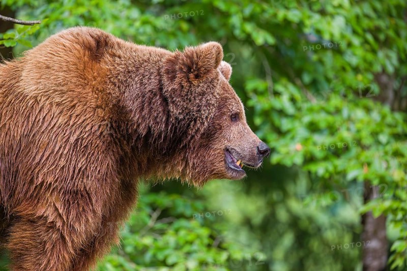 Portrait of an adult female brown bear (Ursus arctos arctos)