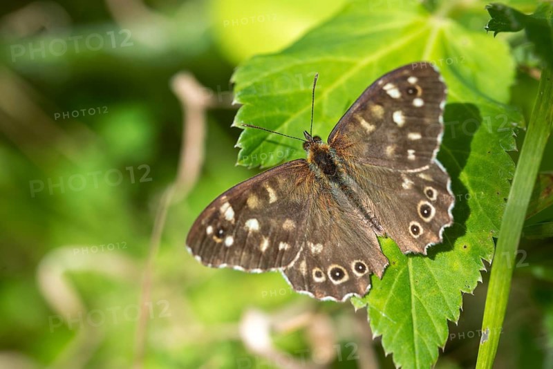 Leaf butterfly, pararge aegeria, speckled wood, forest board game, butterfly, insects, butterfly, butterflies