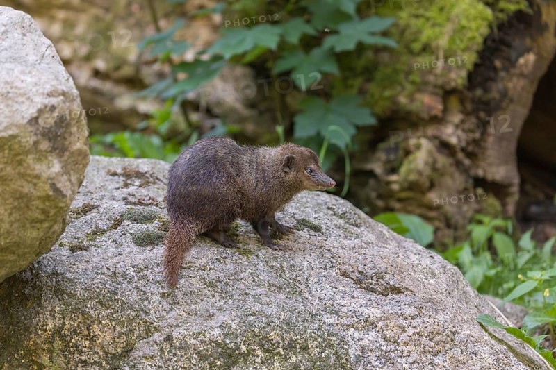 One Common cusimanse, Crossarchus obscurus, standing on a rock. Some green vegetation in the background