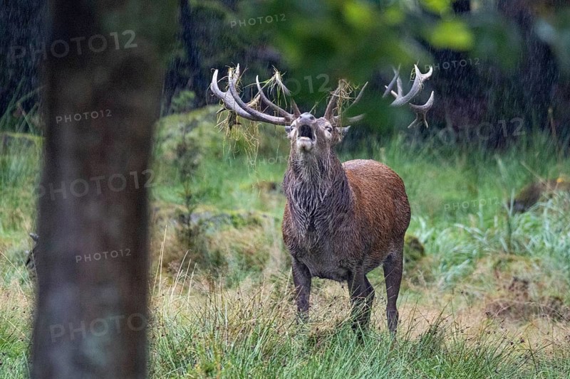 Red deer (Cervus elaphus) Rutting behaviour captive Germany