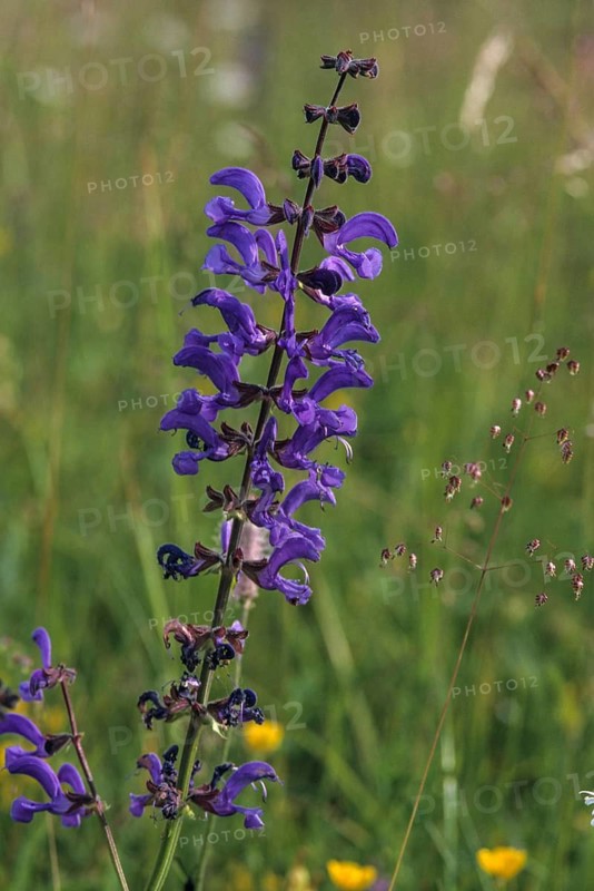 Lamiaceae, mint leaves, sage, salvia pratensis, meadow sage, flora, high size, portrait, meadow clary, meadow sage, plants, plants