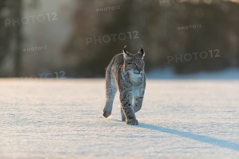 One young male Eurasian lynx, (Lynx lynx), walking over a snow covered meadow in backlight condition with a forest in the background in early morning light