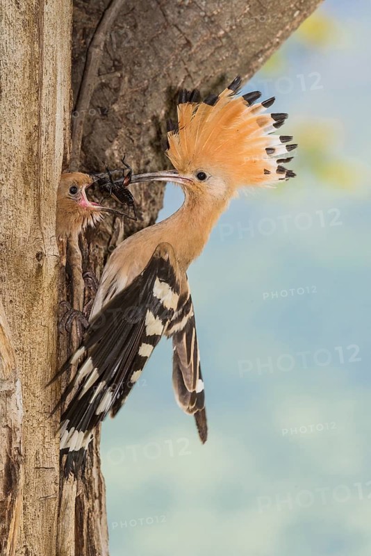 Eurasian Hoopoe (Upupa epops) feeding chick in nest hole, Aosta Valley, Italy