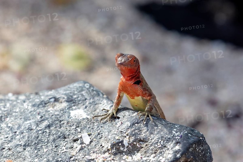 Lava lizard (Microlophus albemarlensis), Galapagos, Ecuador
