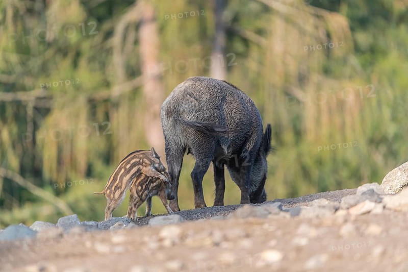 One adult and some piglet wild boar or wild pig (Sus scrofa) walking over an opening with a green forest in the background