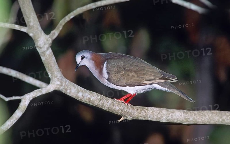 Caribbean Dove Leptotila jamaicensis Montego Bay, JAMAICA April Adult Columbidae