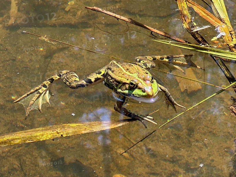 A pool frog (Pelophylax esculentus) lying in the water, Upper Bavaria, Bavaria, Germany