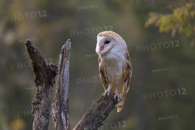 One barn owl (Tyto alba) sitting on top of a tree stump. A green forest in the distant background