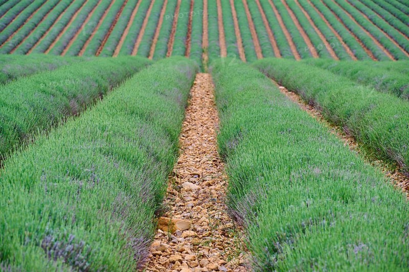 Endless lavender field (Lavandula), with symmetrical rows, peaceful atmosphere, summer, Valensole, Alpes-de-Haute-Provence, Provence-Alpes-Cote d'Azur, France