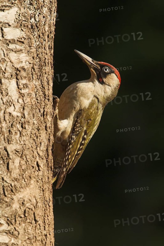 European Green Woodpecker (Picus viridis) male, Rhineland-Palatinate, Germany