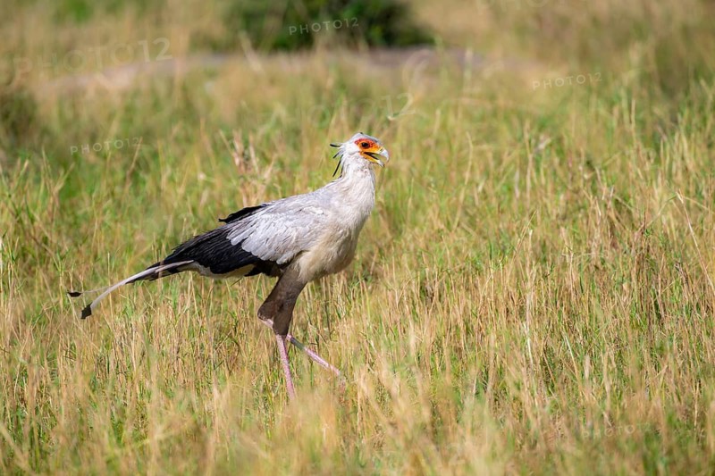 Secretary bird (Sagittarius serpentarius), in the grass, Serengeti National Park, Tanzania