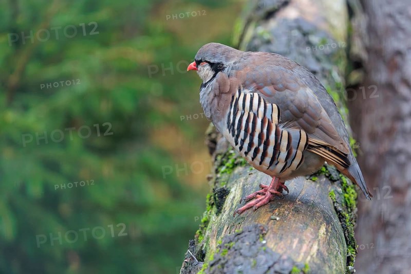 A rock partridge (Alectoris graeca) sleeps on a mossy tree trunk lying on the ground. Austria, Germany, Italy, Switzerland