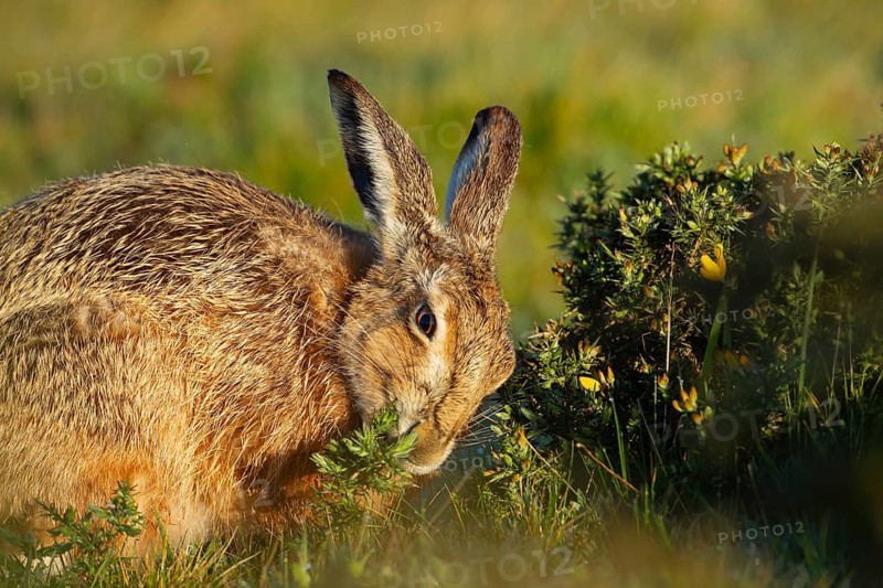 European brown hare (Lepus europaeus) adult animal feeding on a gorse bush, England, United Kingdom