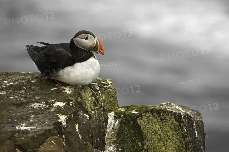 Atlantic Puffin (Fratercula arctica), Iceland