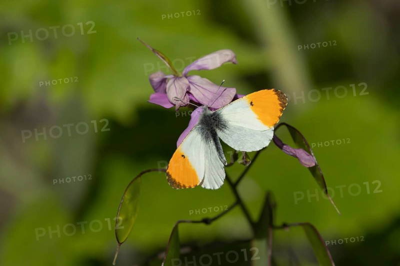 Orange tip butterfly (Anthocharis cardamines) adult male insect feeding on garden Honesty flowers in spring, England, United Kingdom