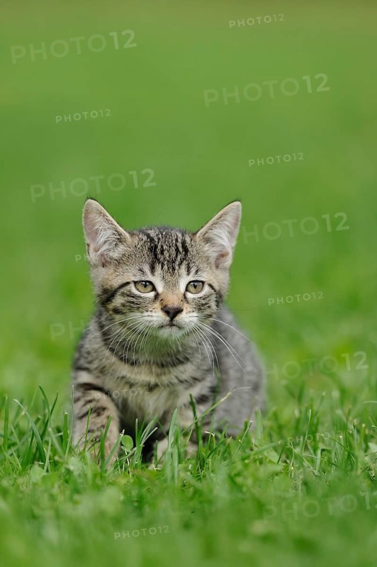 Kitten sitting in the green grass and looking attentively into the distance, domestic cat (Felis catus), Bavaria