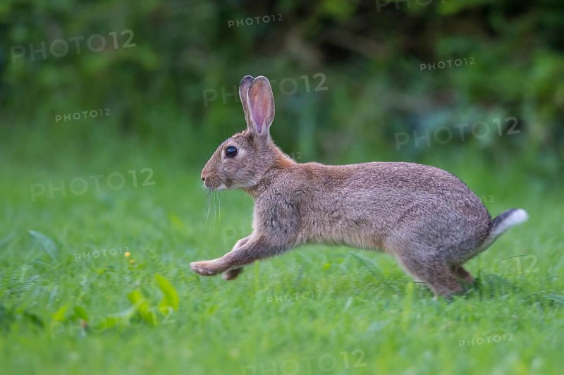 European Rabbit (Oryctolagus cuniculus) adult running in meadow, Lower Saxony, Germany